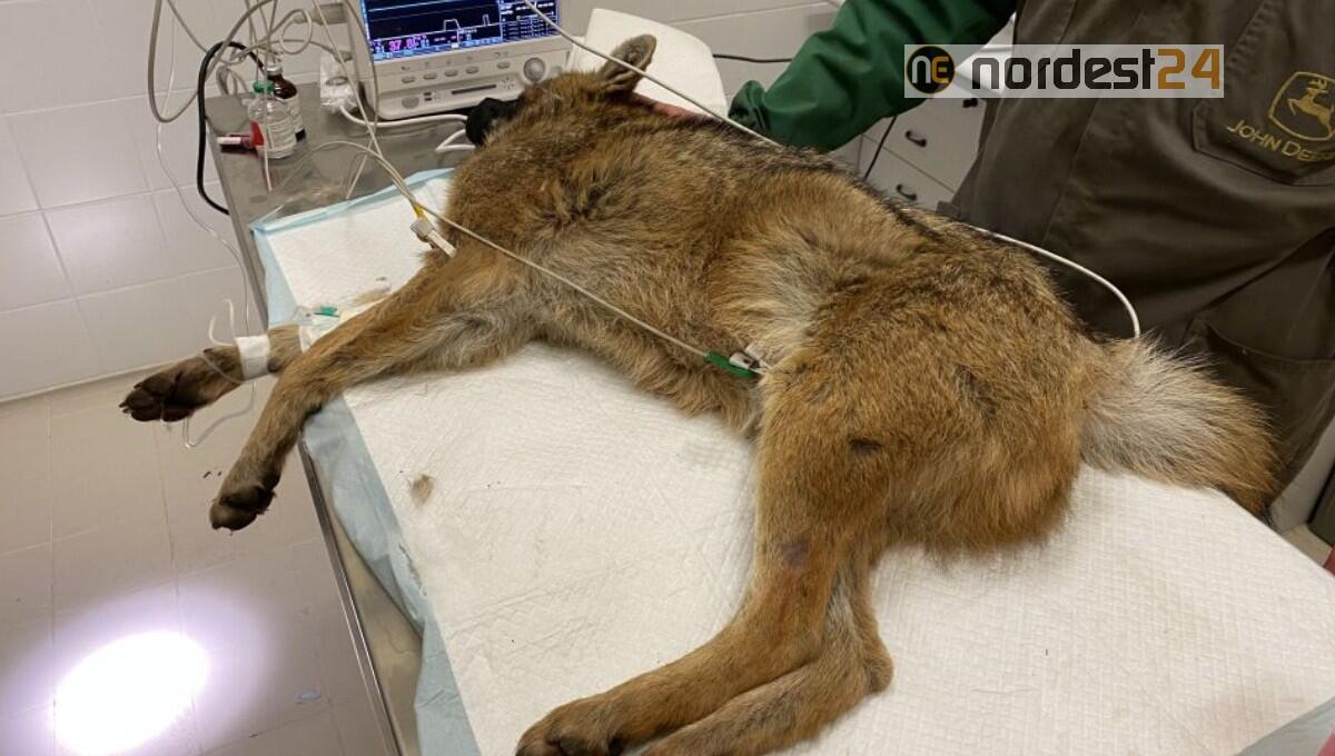 Sciacallo dorato investito sul Carso: soccorso e curato, ora sta bene - 