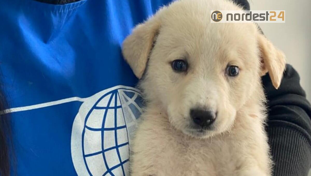 Cresciute le adozioni in un anno di lockdown: gli animali ringraziano - 