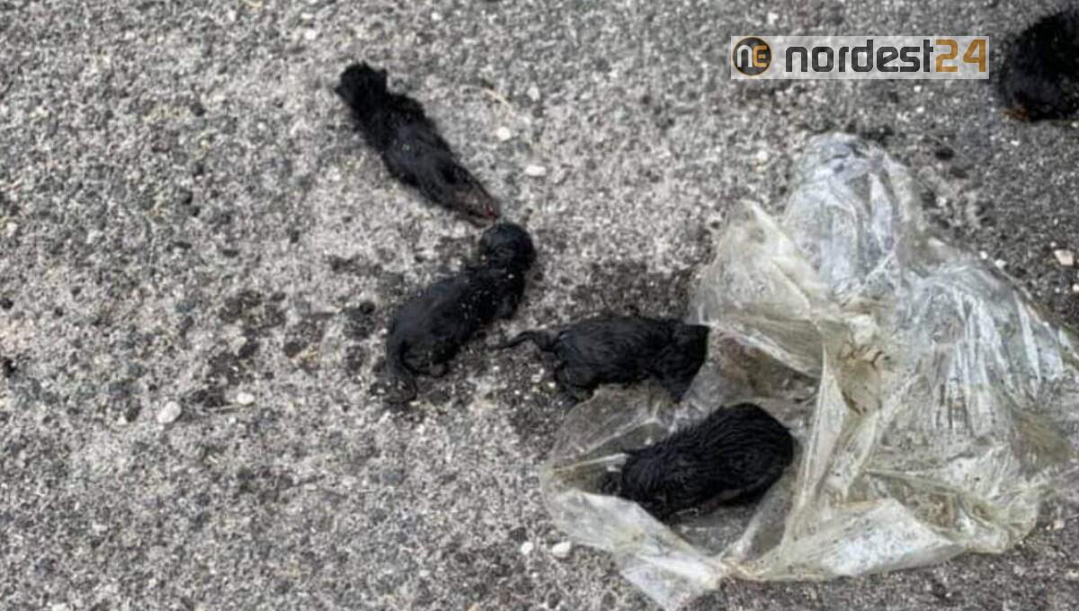 Ronchis, gattini chiusi in un sacchetto e gettati a terra - 