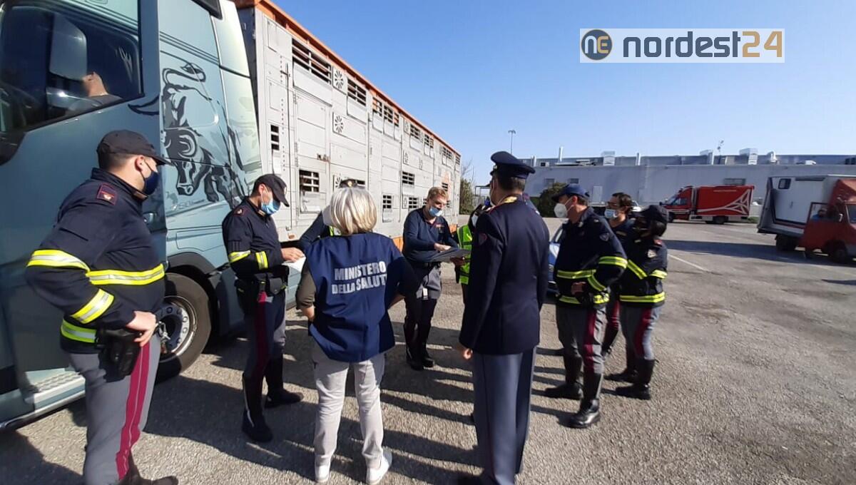 Controlli sul trasporto degli animali: 40 le contravvenzioni elevate - 