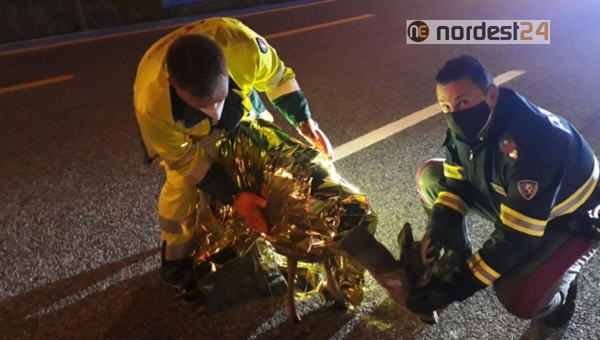 Ronchis. Sbuca un capriolo in A4, automedica lo investe: l'animale si salva - 