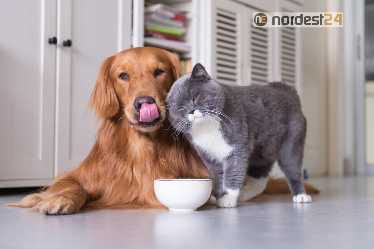Cure animali: Sibau (Prog Fvg/Ar), permettere uso farmaci per umani - 
