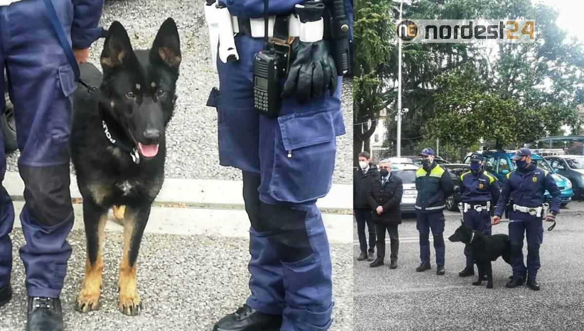 Due nuovi "cani poliziotto" a Udine: uno fiuterà la droga, l'altro sarà a difesa degli agenti - 