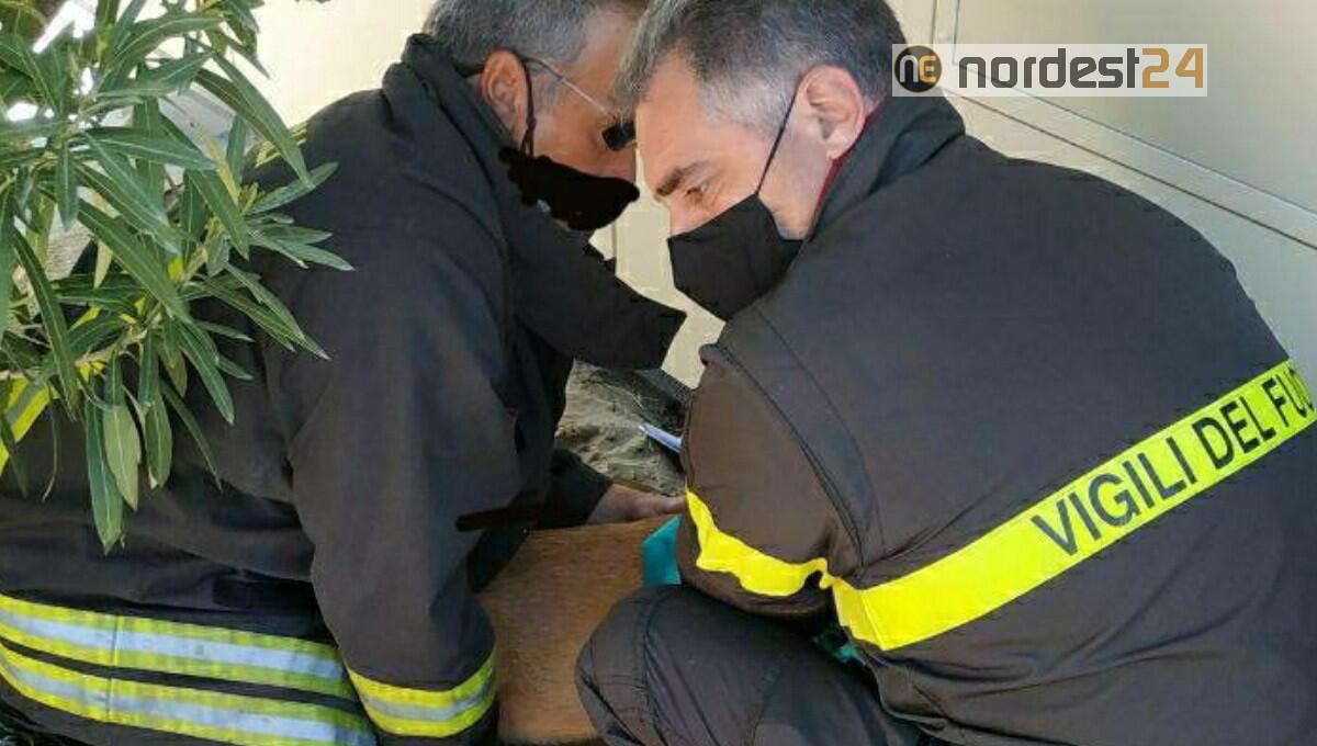 Vaga per Lignano, raggiunge l'arenile ed entra in acqua: salvato un capriolo - 