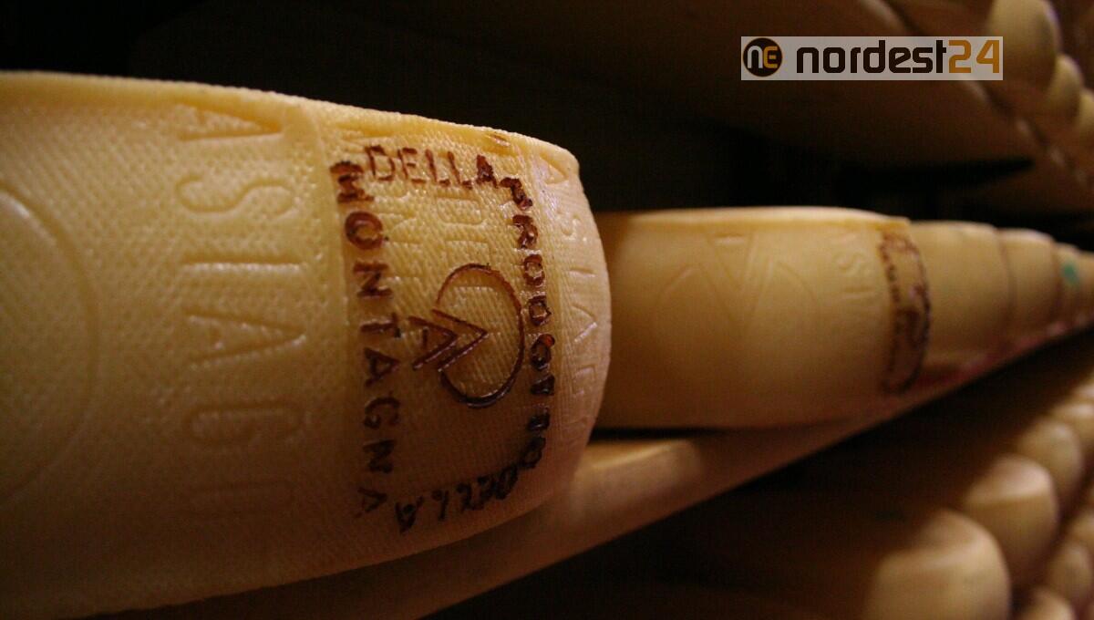 Asiago DOP Prodotto della Montagna: riaprono le malghe custodi della biodiversità - 