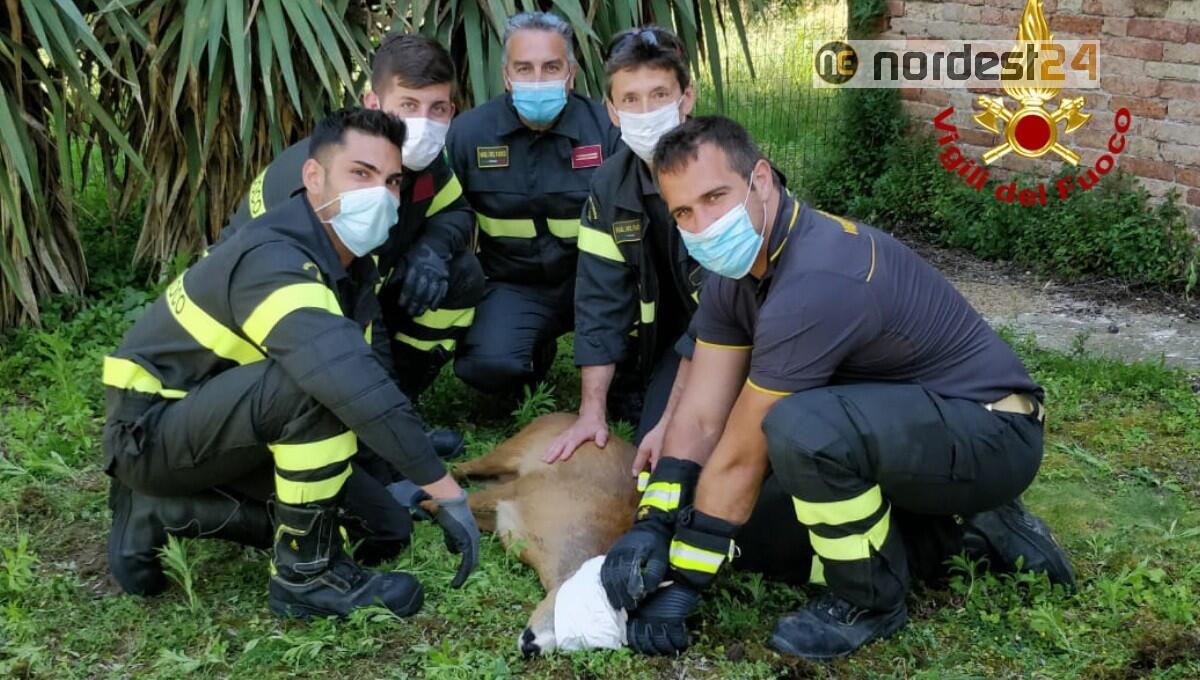 Venezia, capriolo attraversa la laguna a nuoto: soccorso dai Vigili del Fuoco - 