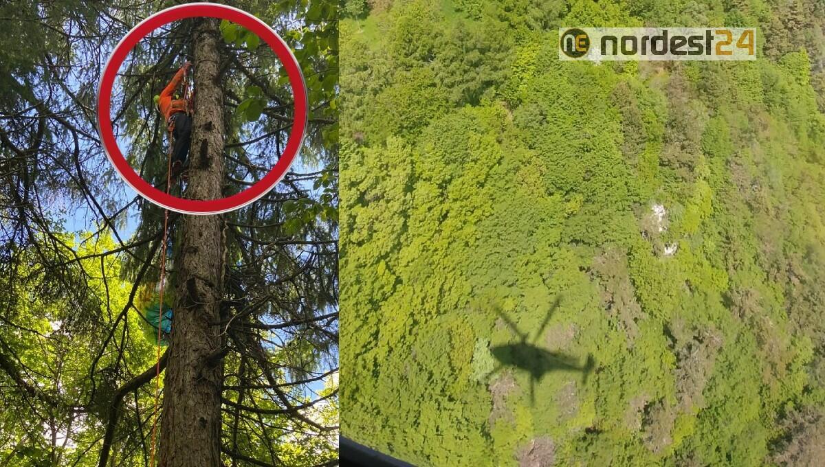 Parapendio precipita tra gli alberi e rimane sospeso su una pianta - 