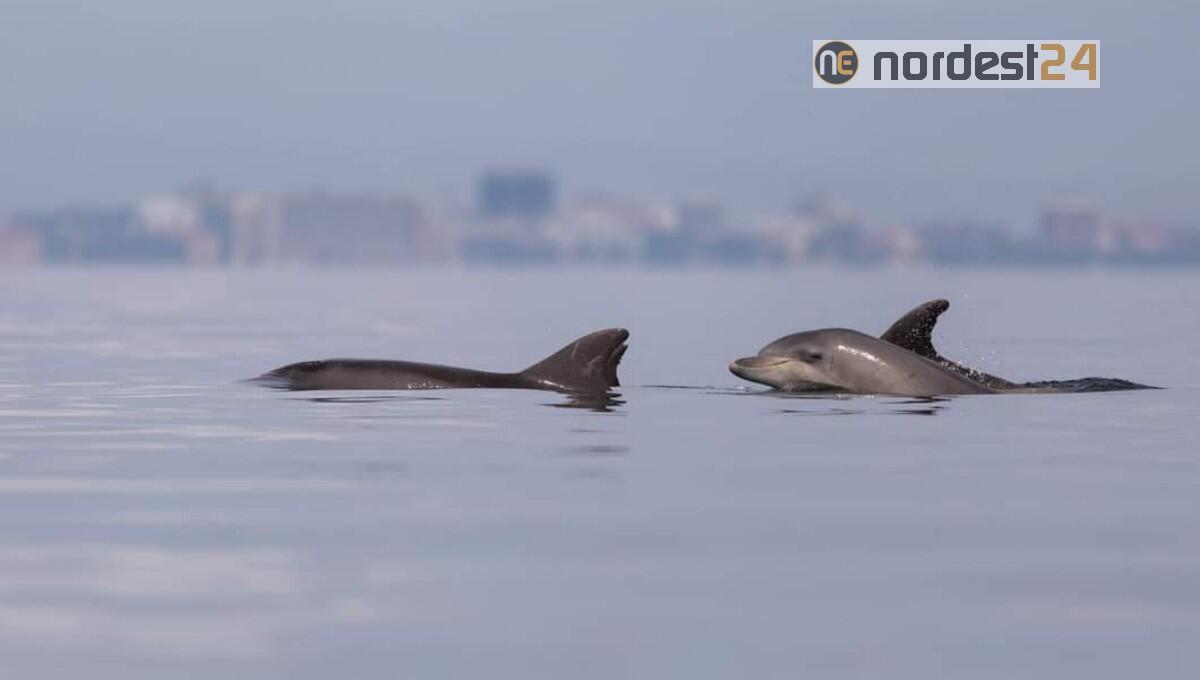 I delfini danzano nel mare di Grado, gli scatti mozzafiato - 