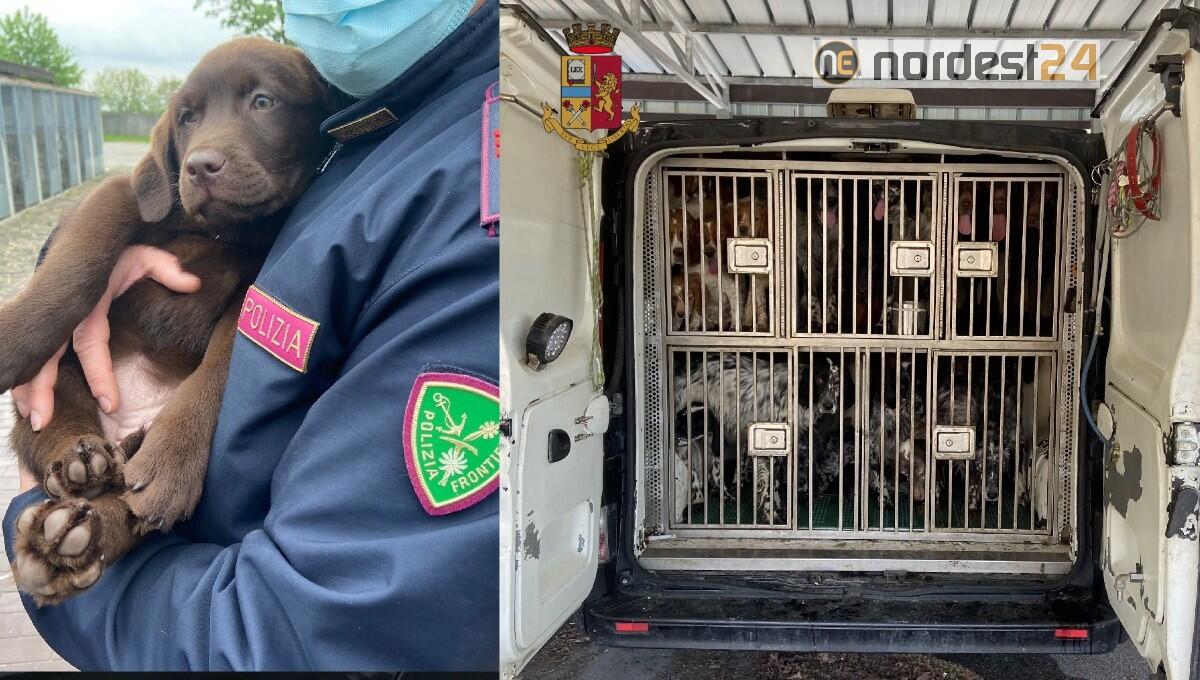 Trasporta 36 cani di razza in condizioni disumane: denunciato - 