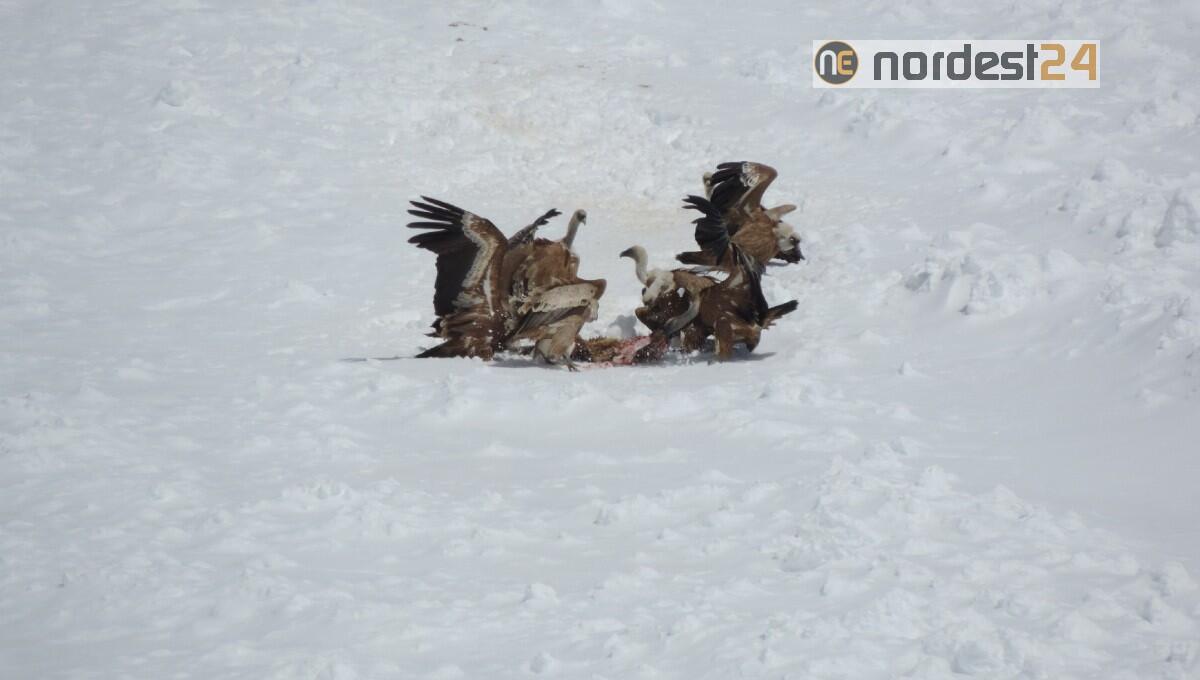 I grifoni si avviano verso l'autonomia alimentare, inattesi dati scientifici dopo la stagione fredda - 