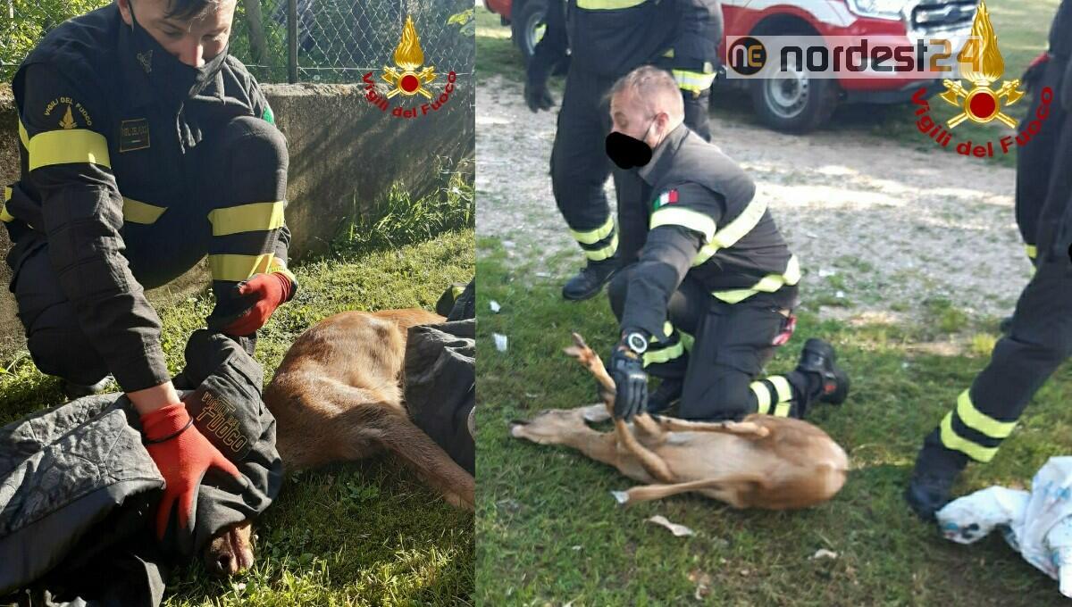 Martignacco. Capriolo intrappolato all'interno del giardino di un'abitazione - 