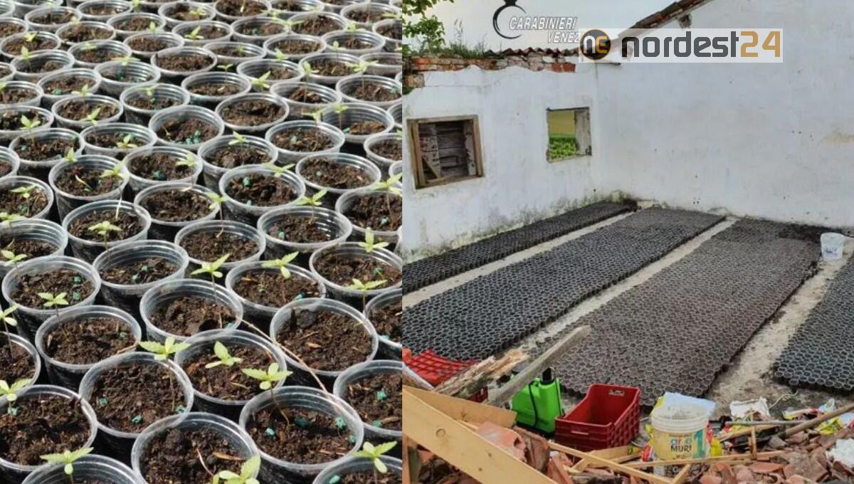 Maxi coltivazione di Marijuana: sequestrate seimila piantine in vasetti - 