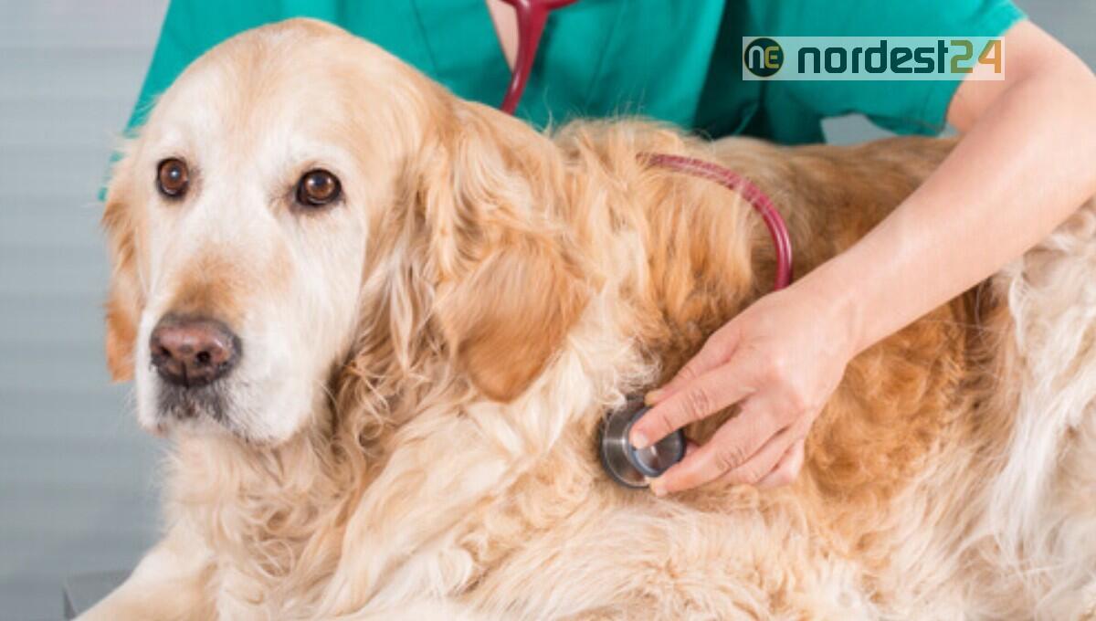 Da oggi i veterinari possono prescrivere farmaci equivalenti a uso umano per curare gli animali domestici - 