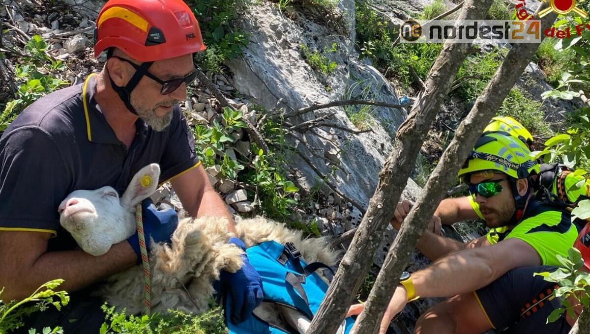 San Dorligo della Valle, pecora cade nel dirupo: recuperata dai Vigili del Fuoco - 