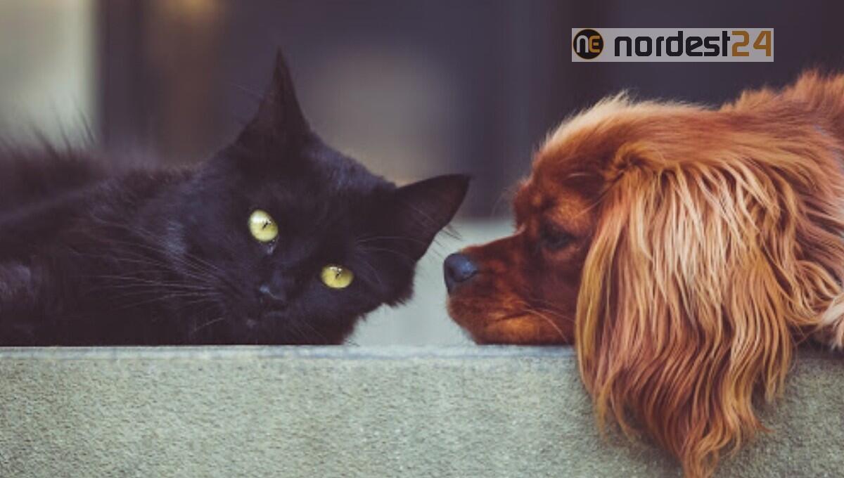 "Animali tra di noi": ultimi giorni per il concorso fotografico delle superiori di Fvg e Veneto - 