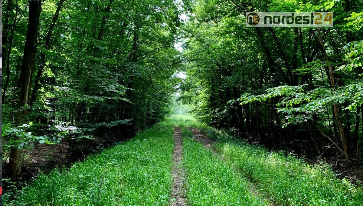 Carlino, rinasce Bosco Sacile dopo decenni di incuria - 