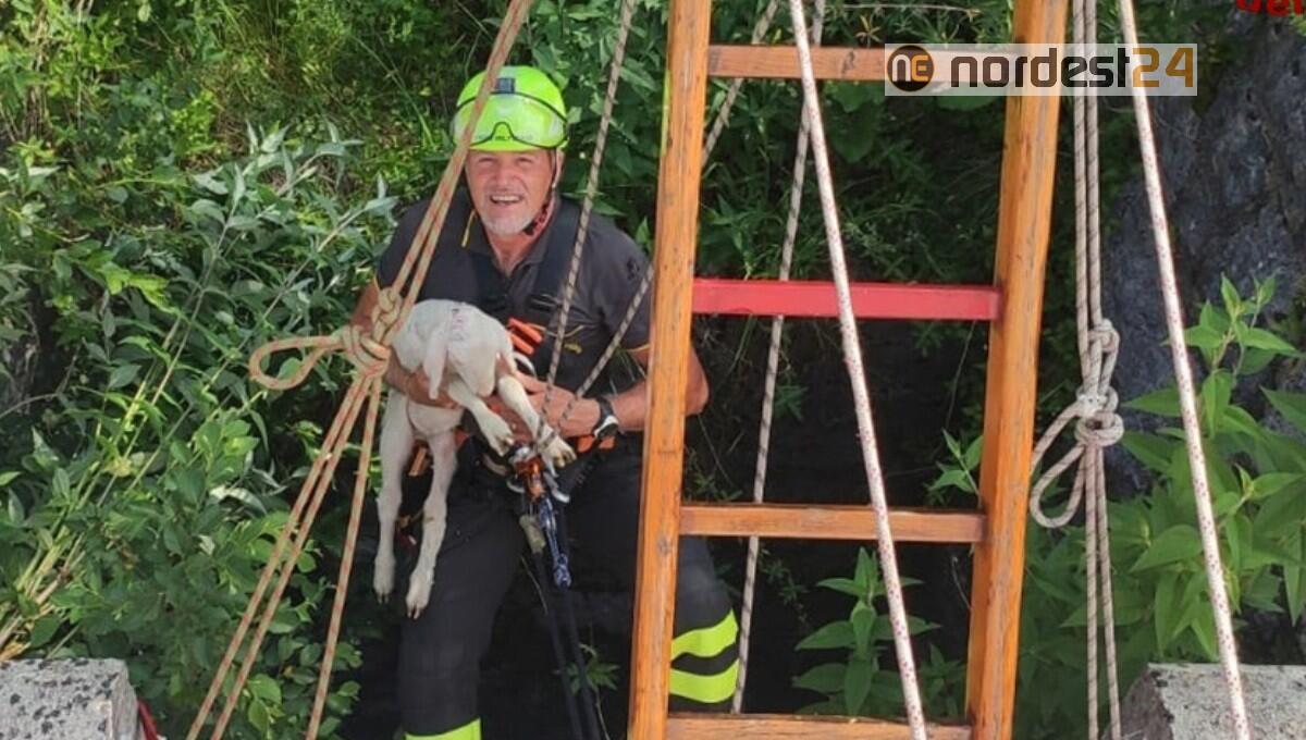Cade per 10 metri in un canale di scolo: salvato un agnellino - 