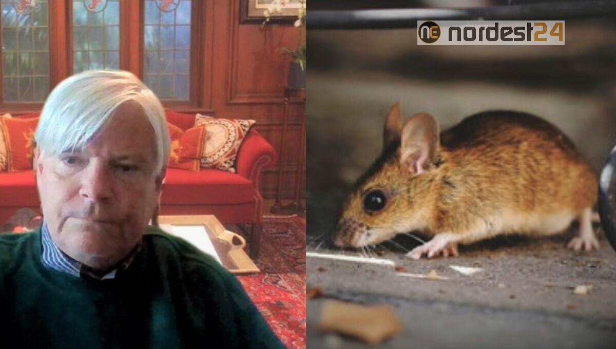 Hantavirus, la "Febbre del topo", di cosa si tratta? Parola all'esperto - 