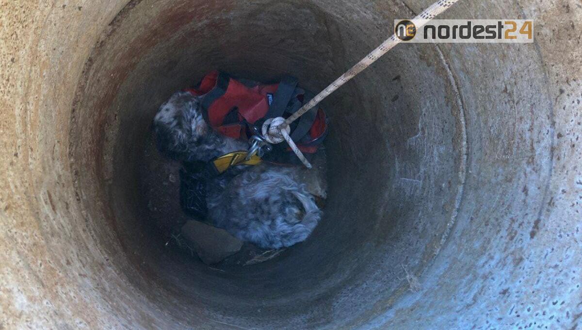 "Diana" cade in un pozzo profondo 3 metri: Setter salvata dai Vigili del Fuoco - 