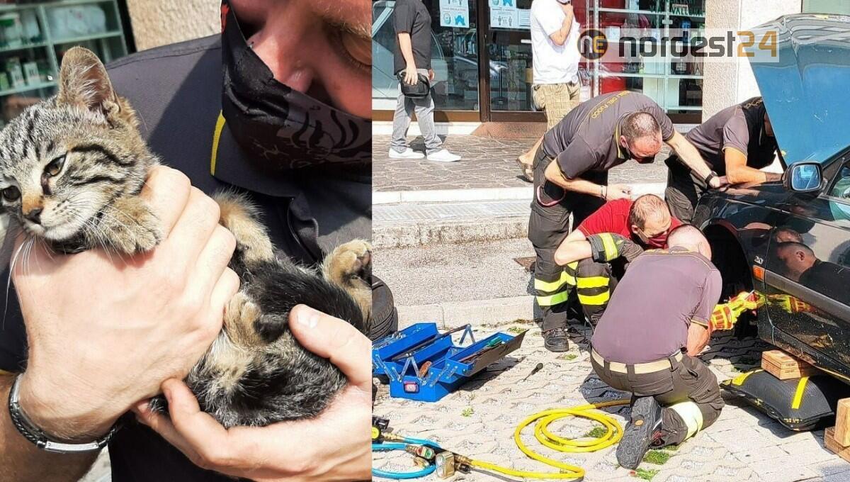 Micio intrappolato nel motore dell'auto: salvato dai vigili del fuoco - 
