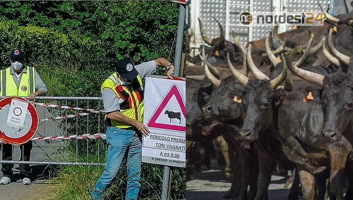 Scendono da un camion e scappano, 6 tori in fuga: frenetiche ricerche - 