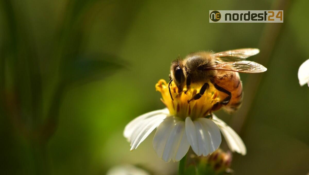 Evento, fiori commestibili e come utilizzarli in cucina - 