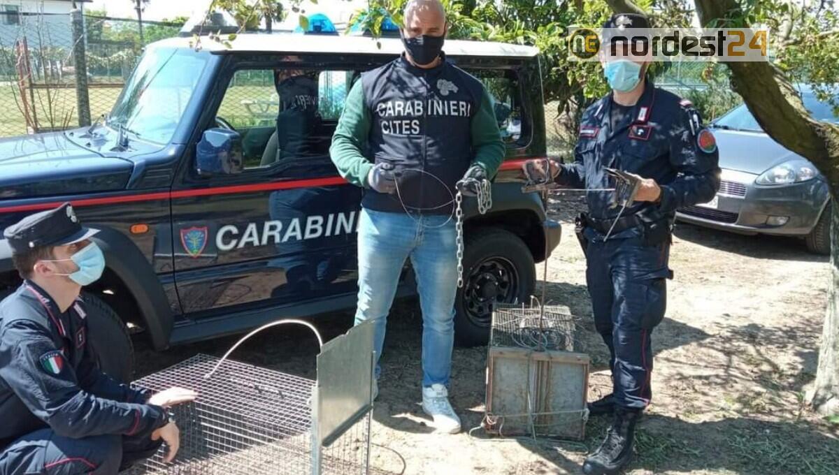 Volpe agonizzante, scatta l'indagine: sequestrata trappola per catturare uccidere animali - 