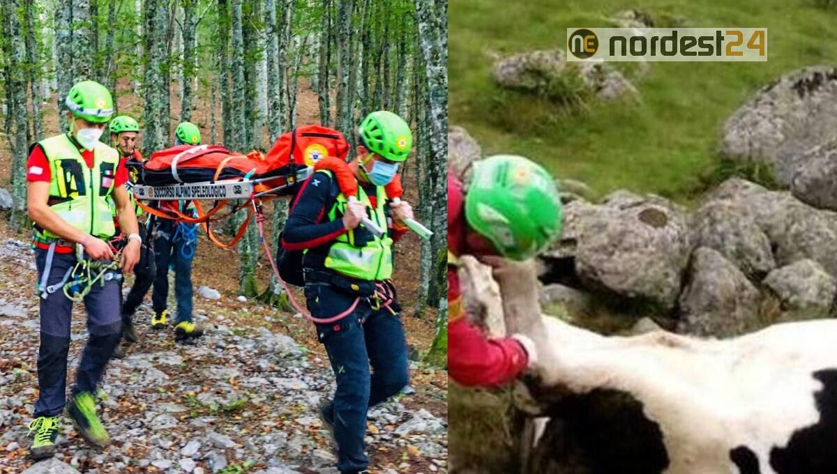 Escursionista caricato con violenza da una vacca: ferito 59enne - 