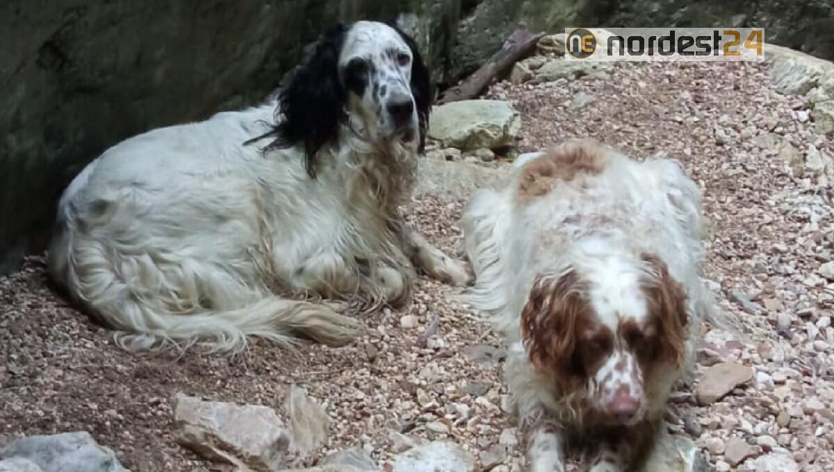Salvati 2 cani in una forra: recuperati a 25 metri di profondità - 