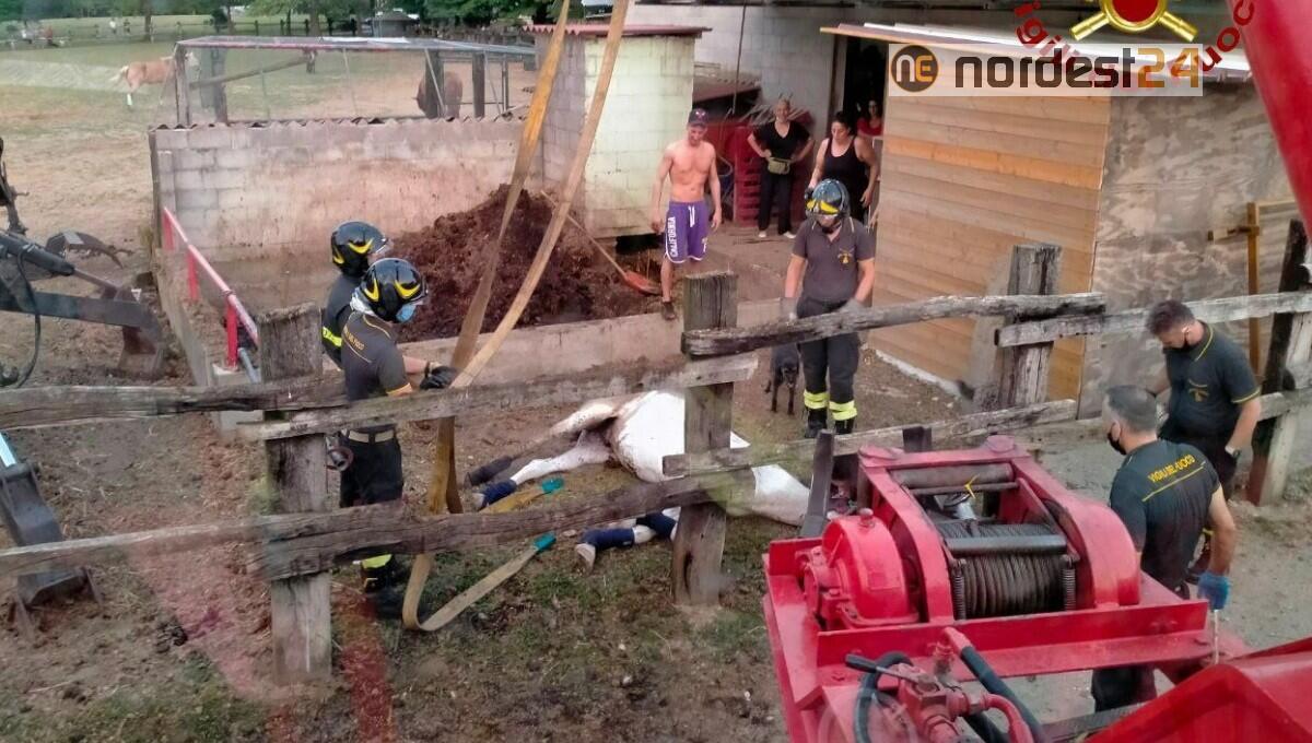 Azzano Decimo, cavallo di 29 anni finisce nella vasca liquami: salvato dai pompieri - 