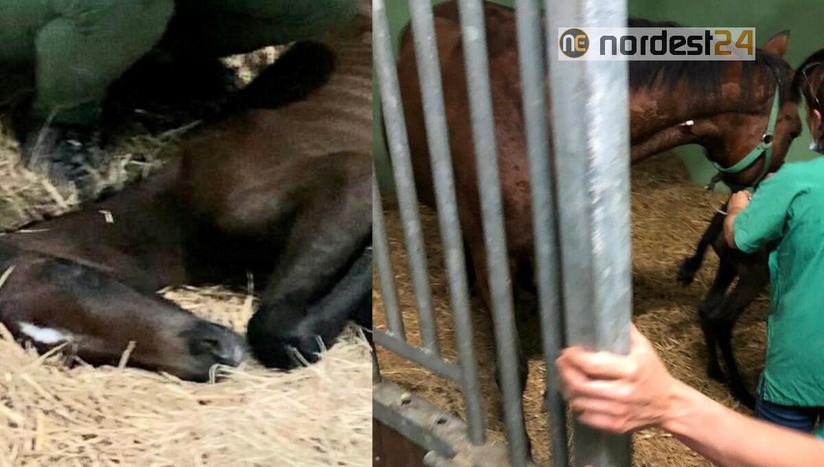 Cavalla gravida incastrata con la pancia tra 2 pali: liberata dai vigili del fuoco - 