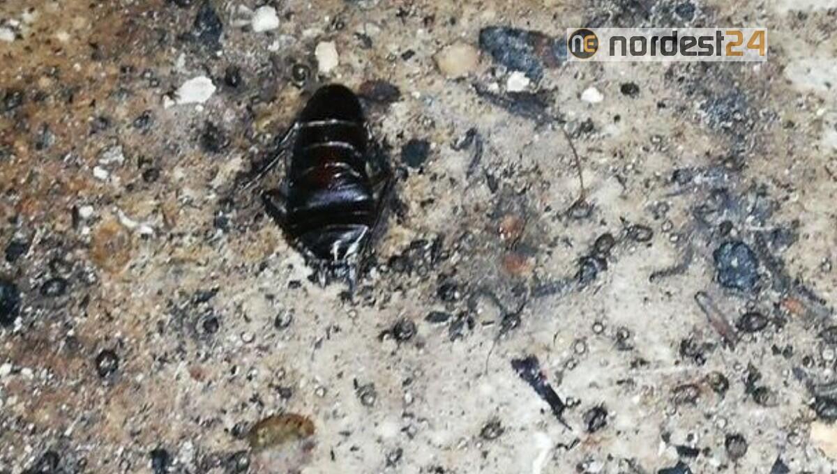 Monfalcone, ristorante cinese chiuso per gravi carenze igienico sanitarie - 