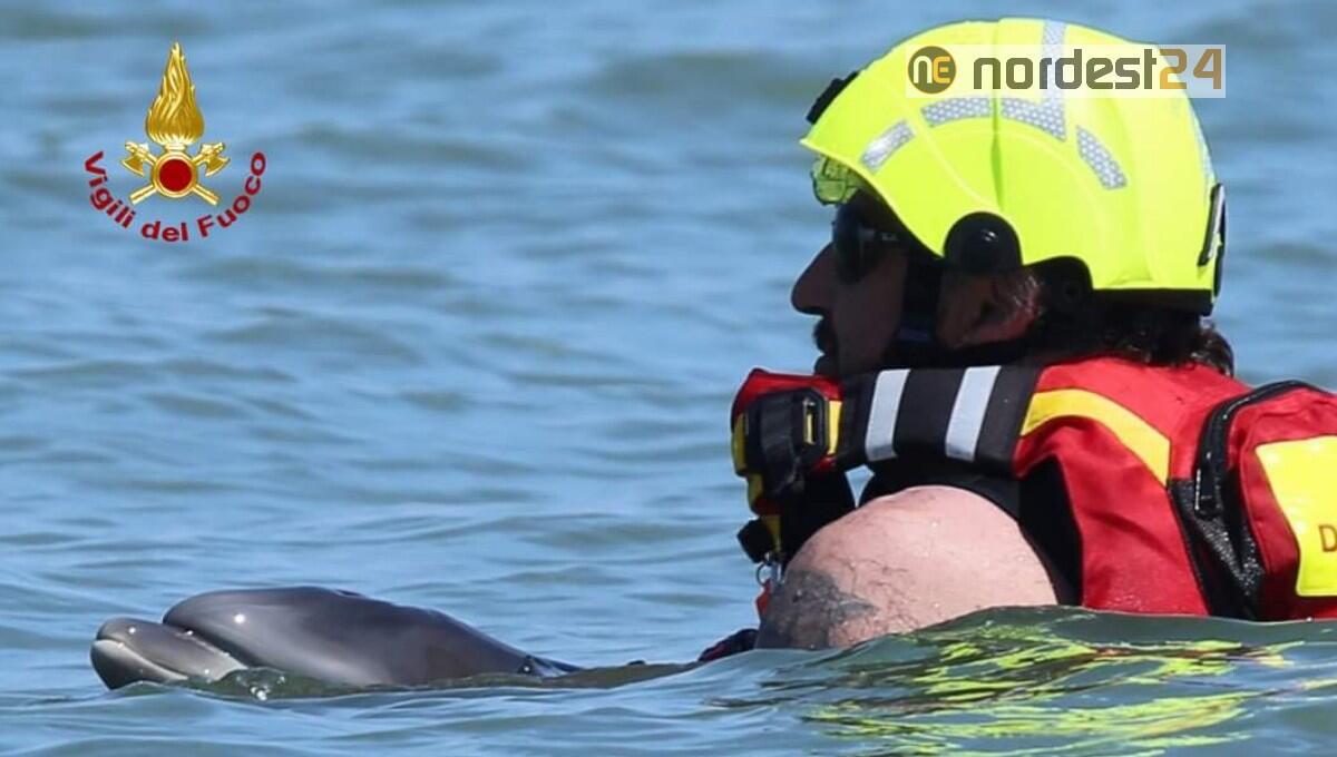 Pompieri in soccorso ad un delfino spiaggiato: deceduto dopo poche ore - 