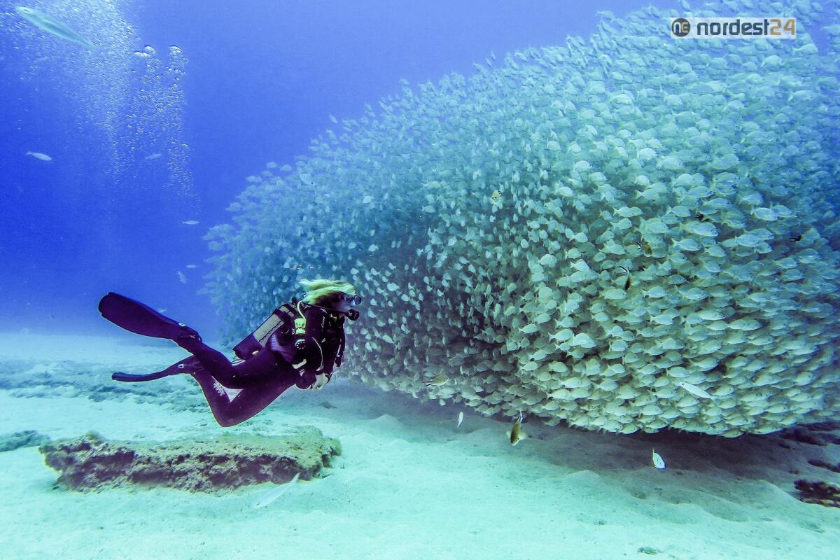 6 posti più belli dove fare scuba diving - 