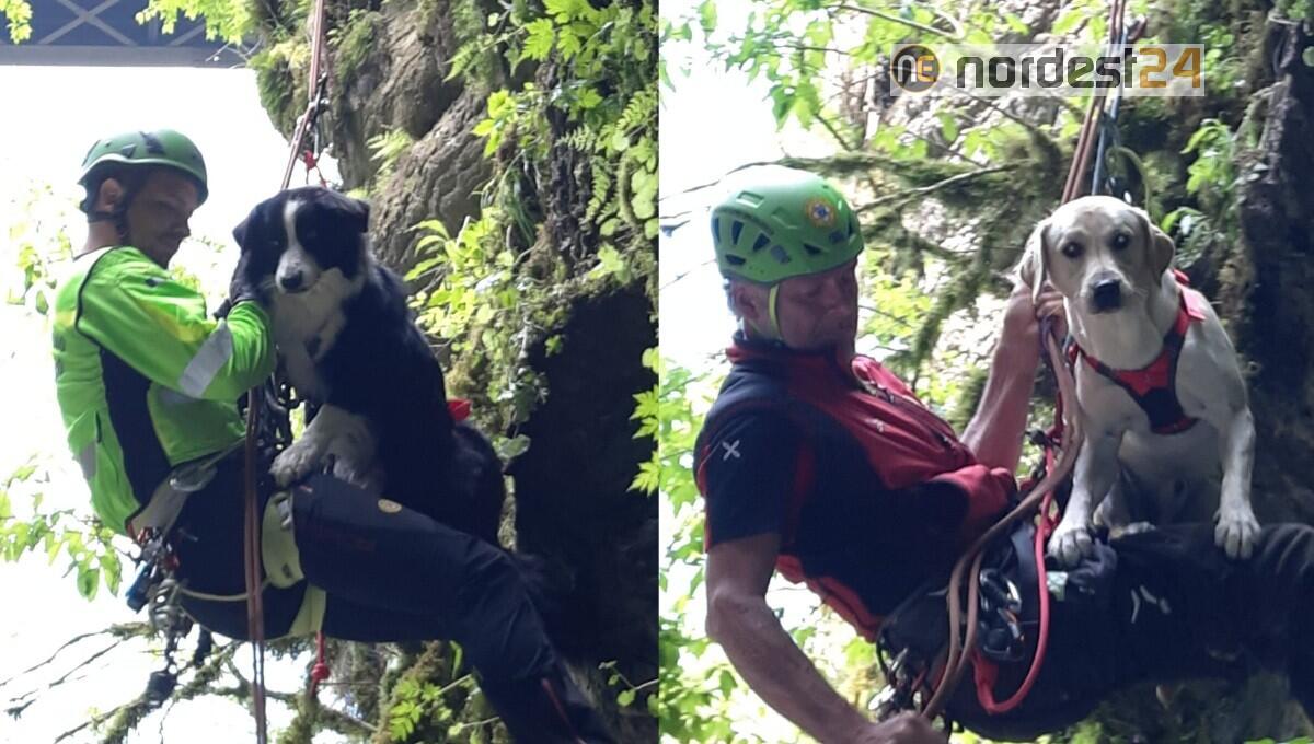 Nuove unità cinofile operative per il Corpo Nazionale Soccorso alpino e Speleologico - 