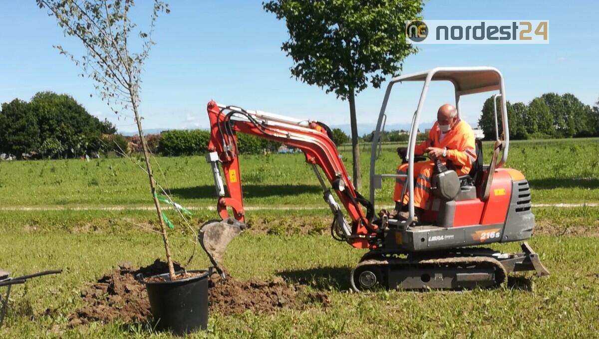 Veneto orientale, il "bosco diffuso” classificato primo a livello nazionale - 