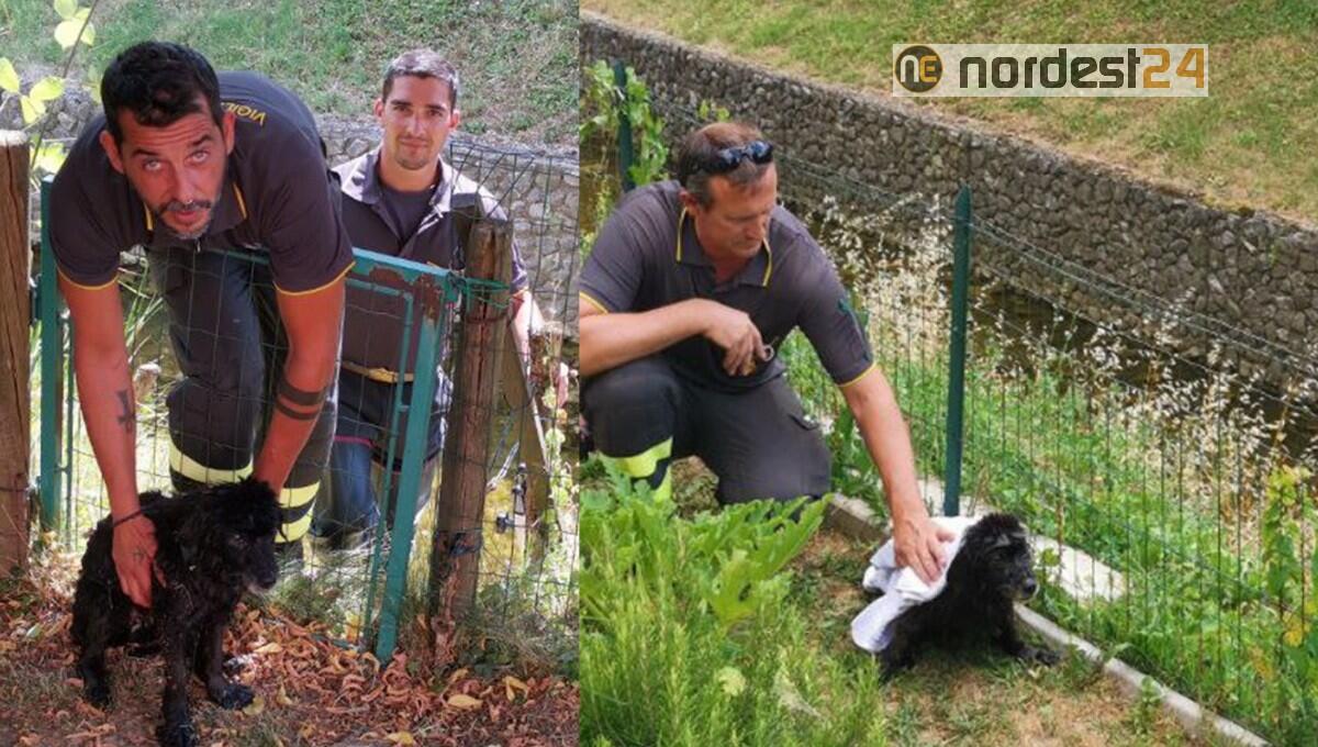 Cane bloccato in una roggia a Buttrio: salvato dai pompieri - 