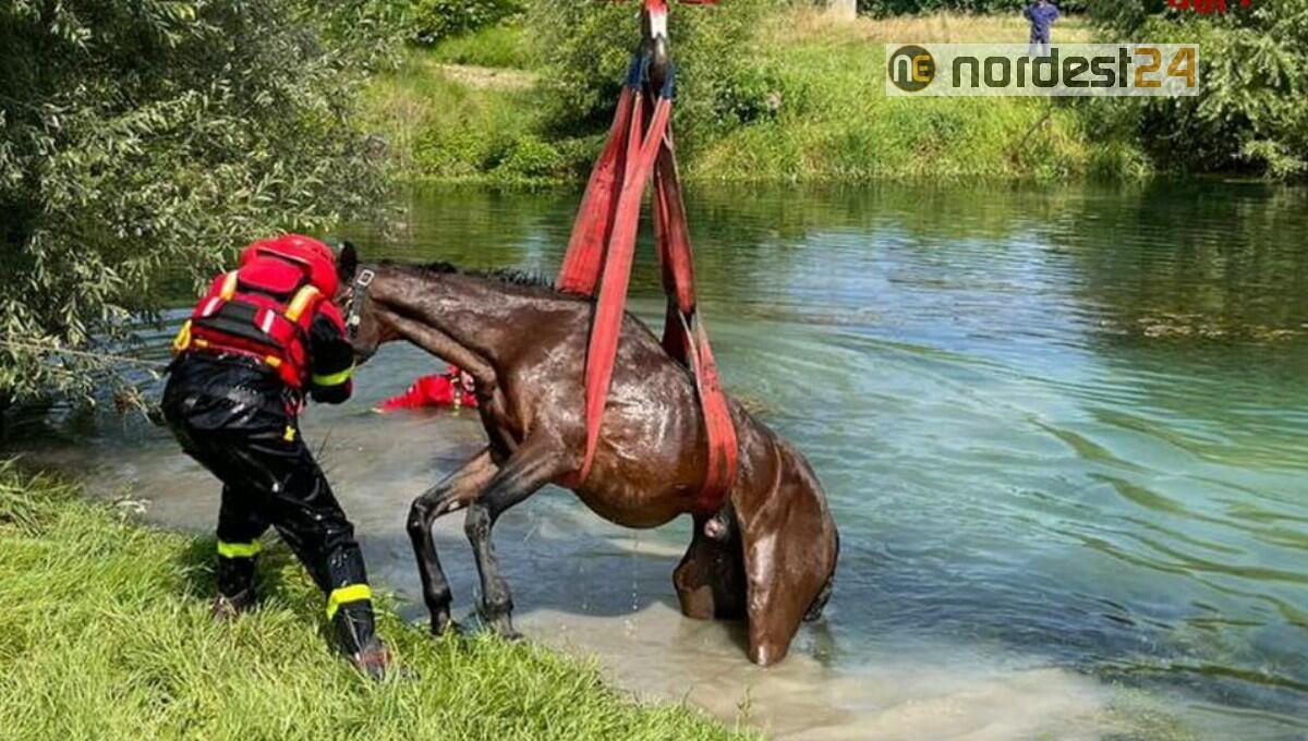 Cavallo bloccato nel fango dentro un laghetto: soccorso dai pompieri - 