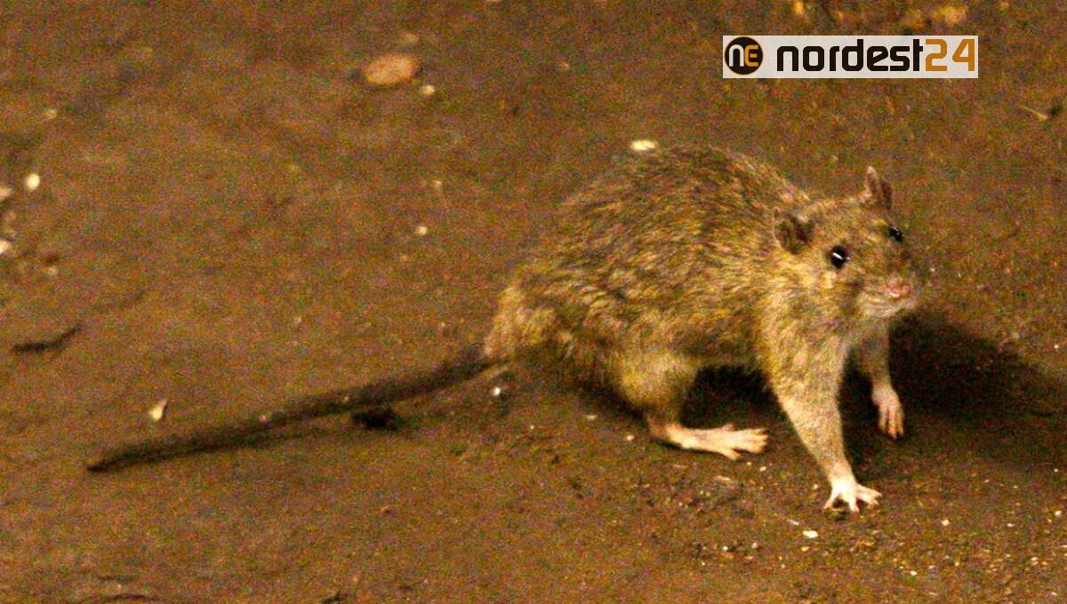Positività per Hantavirus, ecco la nota e lo studio dell'Asufc - 