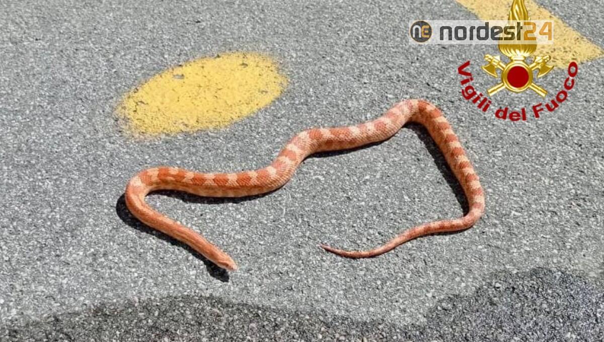 Serpente nei pressi di un albergo ad Auronzo di Cadore: recuperato dai vigili del fuoco - 