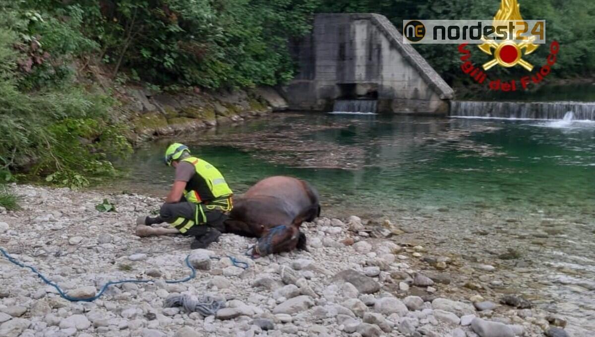 Tarcento. Cavallo cade per 7 metri nel Torre: soccorso con l'elicottero - 