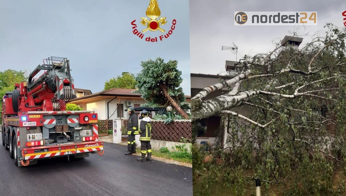 Maltempo, grossi alberi su strade e case: oltre 40 interventi in provincia di Udine - 