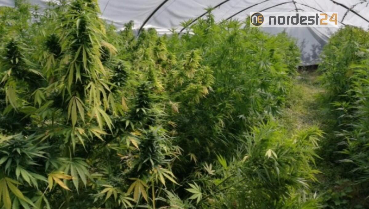 Maniago. Serra in giardino, coltiva la marijuana per venderla: arrestata 55enne - 