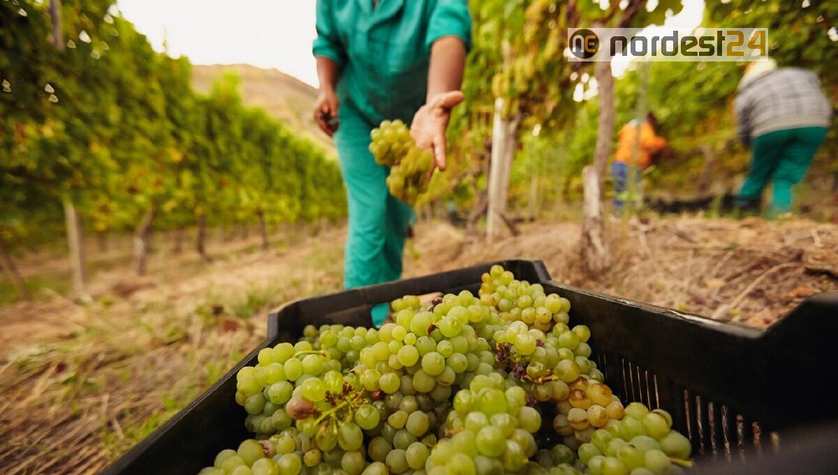Cercasi vendemmiatori in Fvg: 230 posizioni di lavoro aperte - 