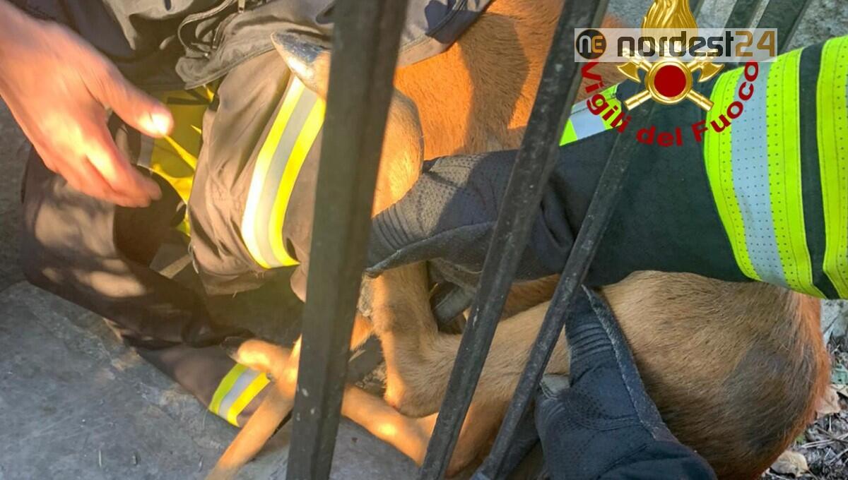 I pompieri liberano un capriolo incastrato tra le sbarre di un cancello - 