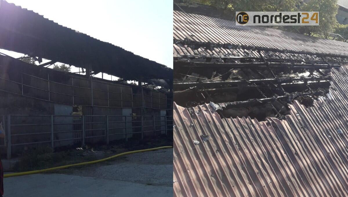 Eraclea. Incendio in un capannone con 220 bovini: ustionati diversi animali - 
