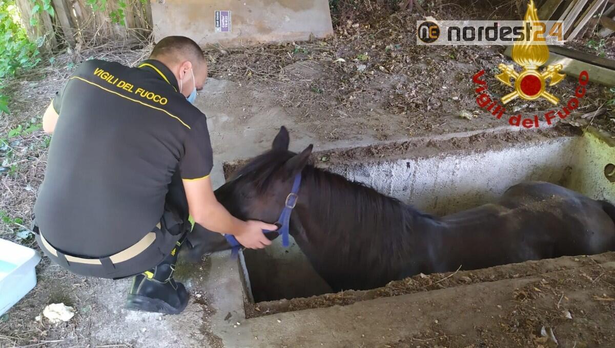 Ambra cade dentro una buca di cemento: cavalla salvata dai pompieri - 
