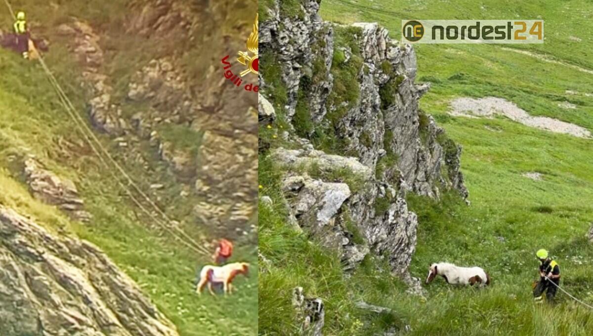Pony bloccato in un canalone a 2200 metri: soccorso dai pompieri - 