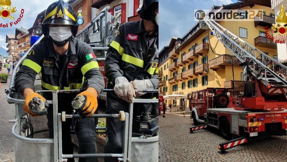 Cortina d'Ampezzo. Messi in salvo 2 piccioni rimasti impigliati in un tetto - 