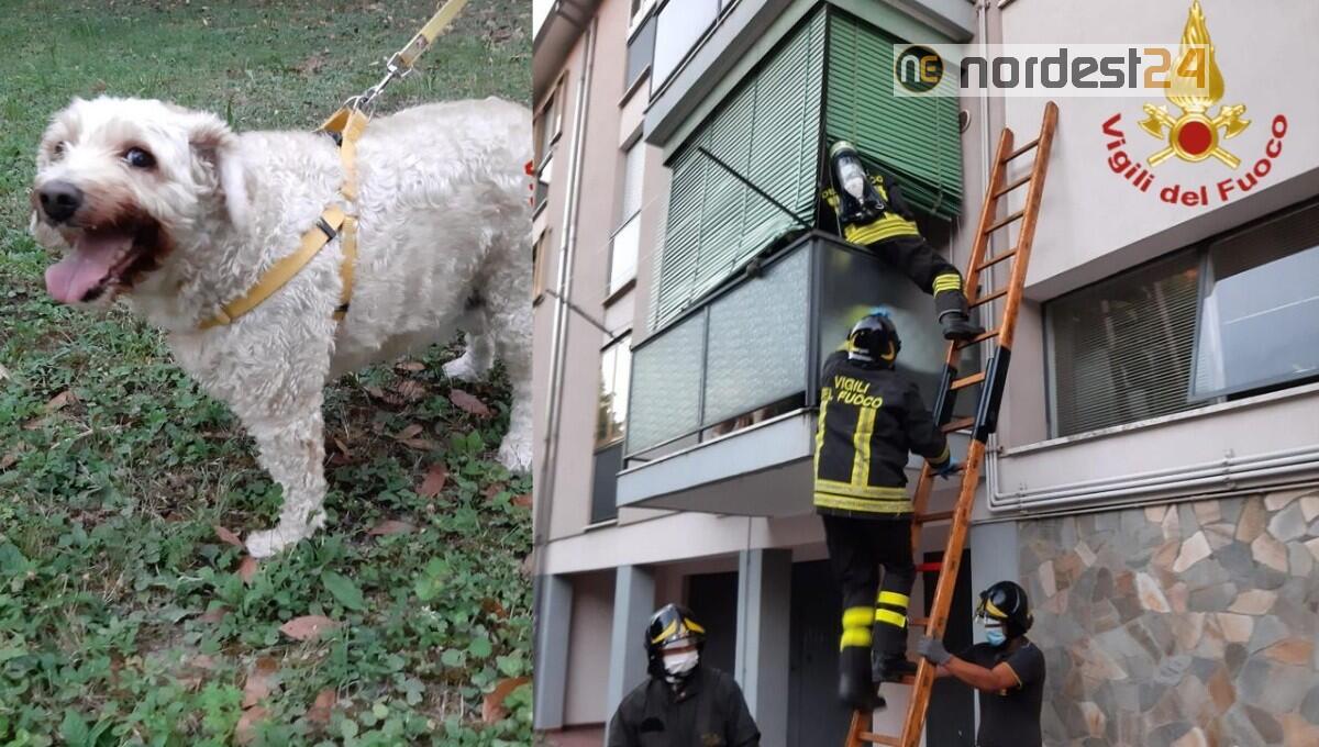 Abbaia, attira l'attenzione e salva la padrona caduta da 2 giorni - 